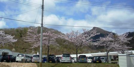 駐車場の桜並木